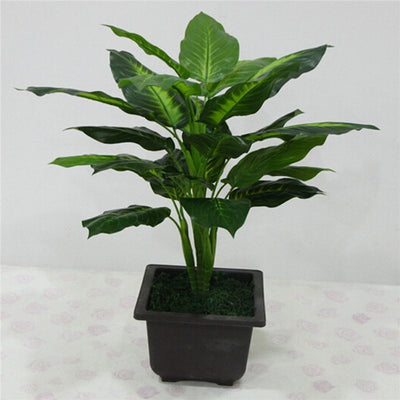 Simulation plant Dieffenbachia